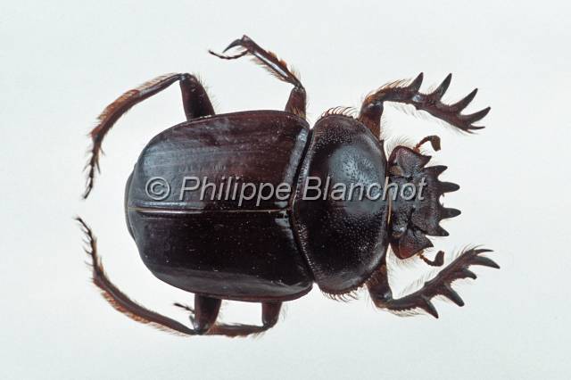 harmas fabre 20.JPG - Souvenirs entomologiques de Jean-Henri FABRE (1823-1915) : le scarabée sacré, série 5 - chapitre 1Scarabaeus sacerColeoptera, Scarabaeidae